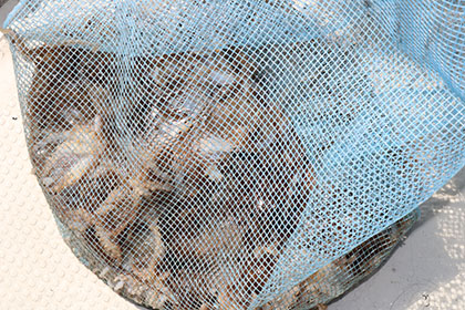 松本釣船２ 釣果