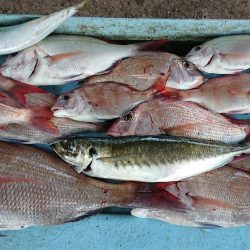 明神釣船 釣果