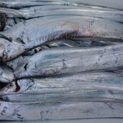 オーフリー 釣果