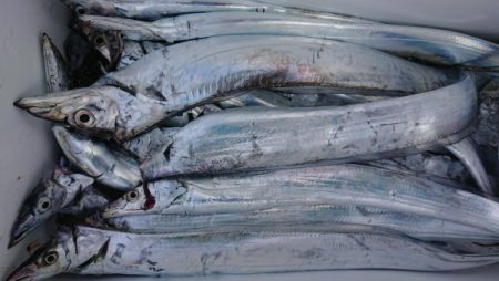 オーフリー 釣果