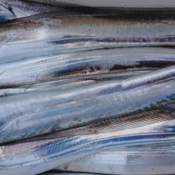 オーフリー 釣果