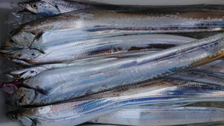 オーフリー 釣果