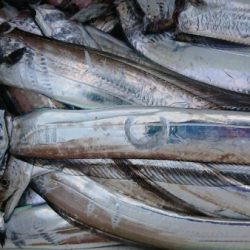 オーフリー 釣果