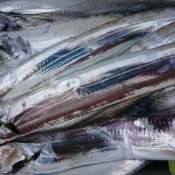 オーフリー 釣果