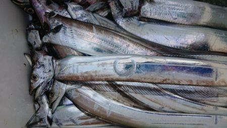 オーフリー 釣果