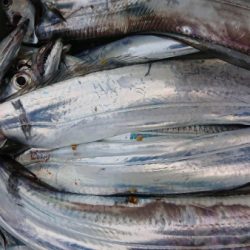 オーフリー 釣果