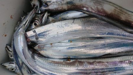 オーフリー 釣果