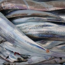 オーフリー 釣果