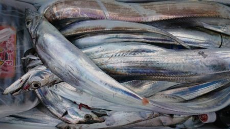 オーフリー 釣果