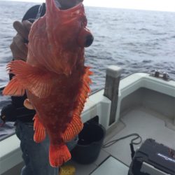 マタウマリンサービス 釣果