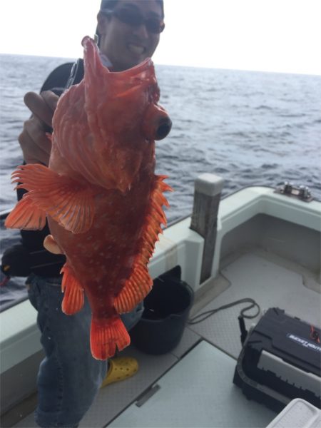 マタウマリンサービス 釣果