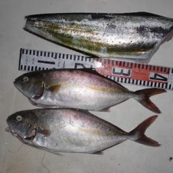 ルアー船マヒマヒ 釣果