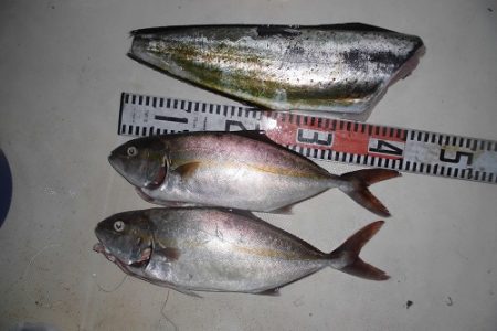 ルアー船マヒマヒ 釣果