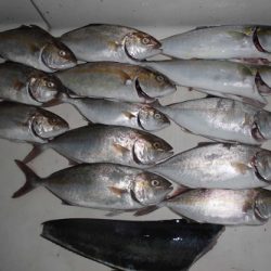 ルアー船マヒマヒ 釣果