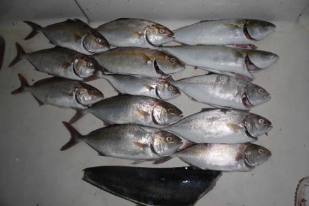 ルアー船マヒマヒ 釣果