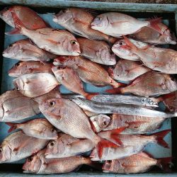 明神釣船 釣果