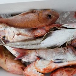 オーフリー 釣果