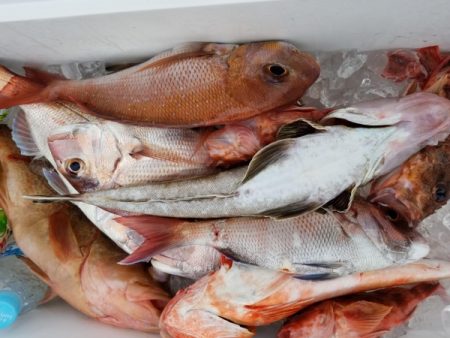 オーフリー 釣果