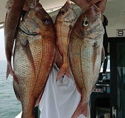 松本釣船２ 釣果