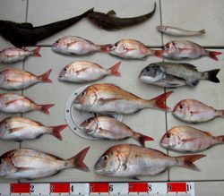 来温丸(らいおんまる) 釣果