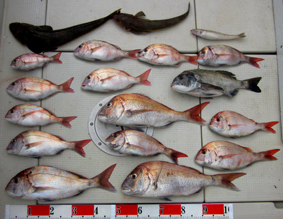 来温丸（らいおんまる） 釣果