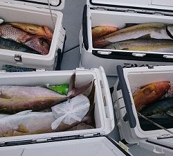 海龍丸(福岡) 釣果