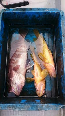 海龍丸(福岡) 釣果