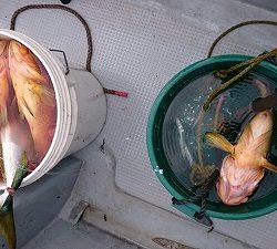 海龍丸(福岡) 釣果