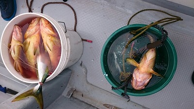 海龍丸(福岡) 釣果