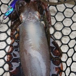 オーフリー 釣果