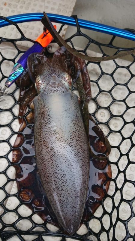 オーフリー 釣果