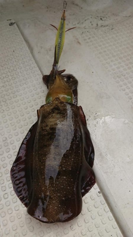 オーフリー 釣果