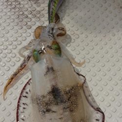 オーフリー 釣果