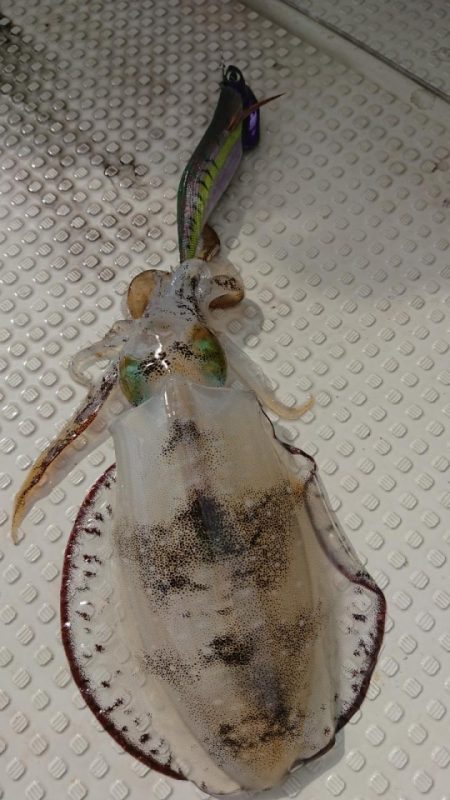 オーフリー 釣果