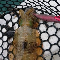 オーフリー 釣果