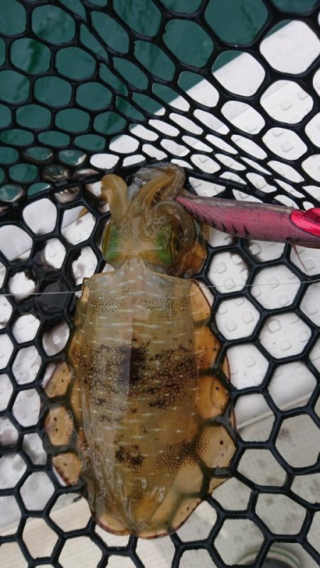 オーフリー 釣果