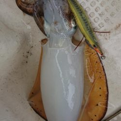 オーフリー 釣果