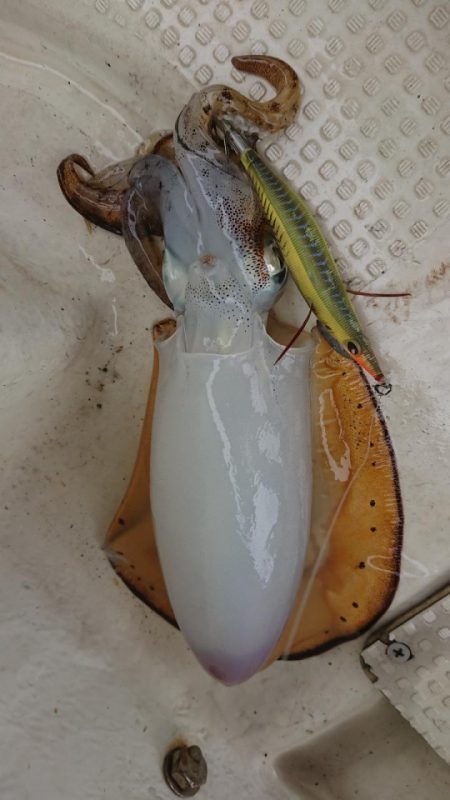 オーフリー 釣果