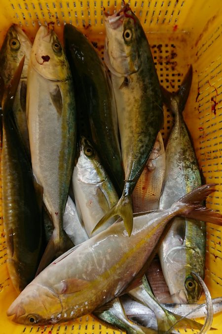 明神釣船 釣果