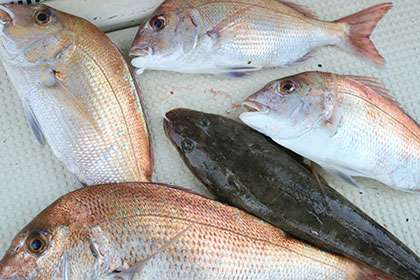 松本釣船２ 釣果