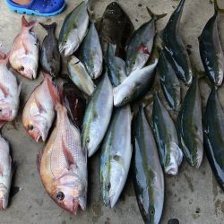 長栄丸(千葉) 釣果