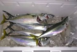 さぶろう丸 釣果