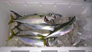 さぶろう丸 釣果