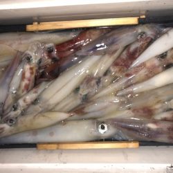 幸風（さちかぜ） 釣果