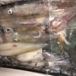 幸風（さちかぜ） 釣果