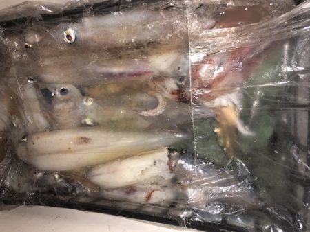 幸風（さちかぜ） 釣果