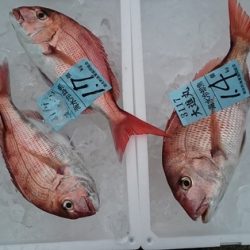 大進丸(新潟) 釣果