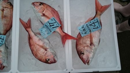 大進丸(新潟) 釣果