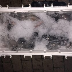 幸風（さちかぜ） 釣果