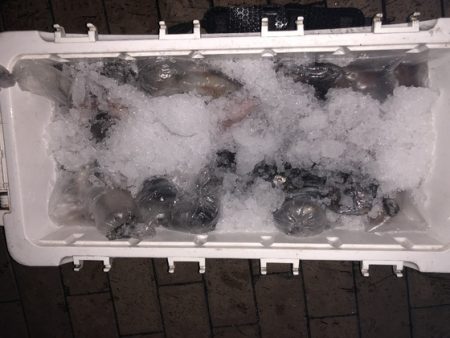 幸風（さちかぜ） 釣果